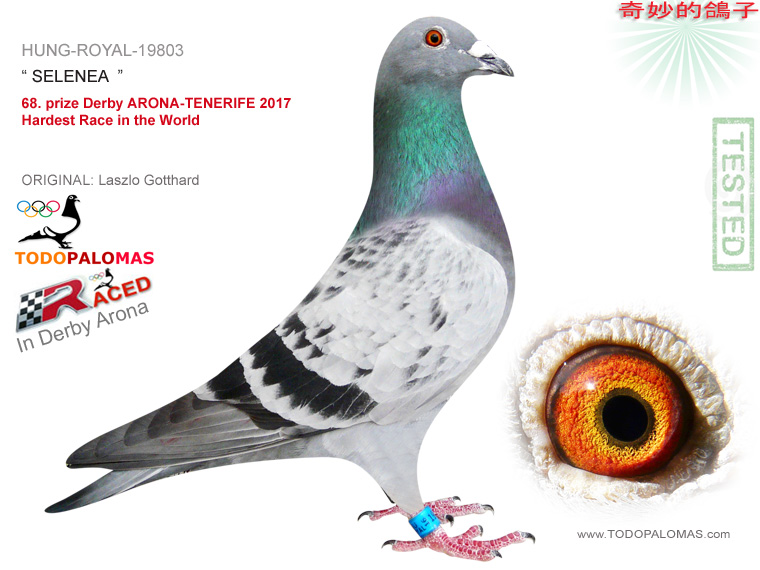68. prize Derby ARONA-TENERIFE 2017 - Hardest Race in the World