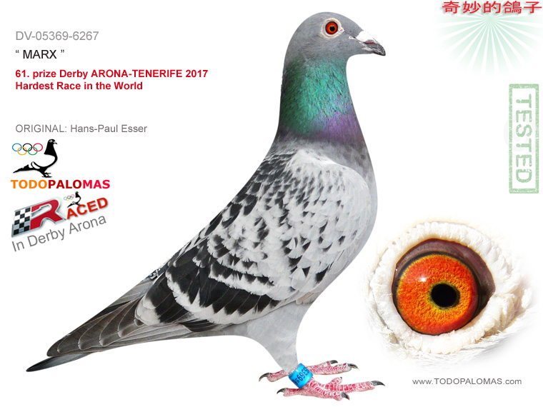 61. prize Derby ARONA-TENERIFE 2017 - Hardest Race in the World