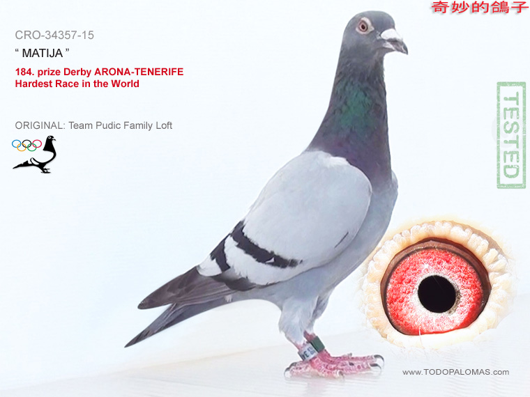 184. prize Derby ARONA-TENERIFE - Hardest Race in the World