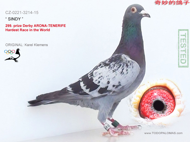 299. prize Derby ARONA-TENERIFE - Hardest Race in the World