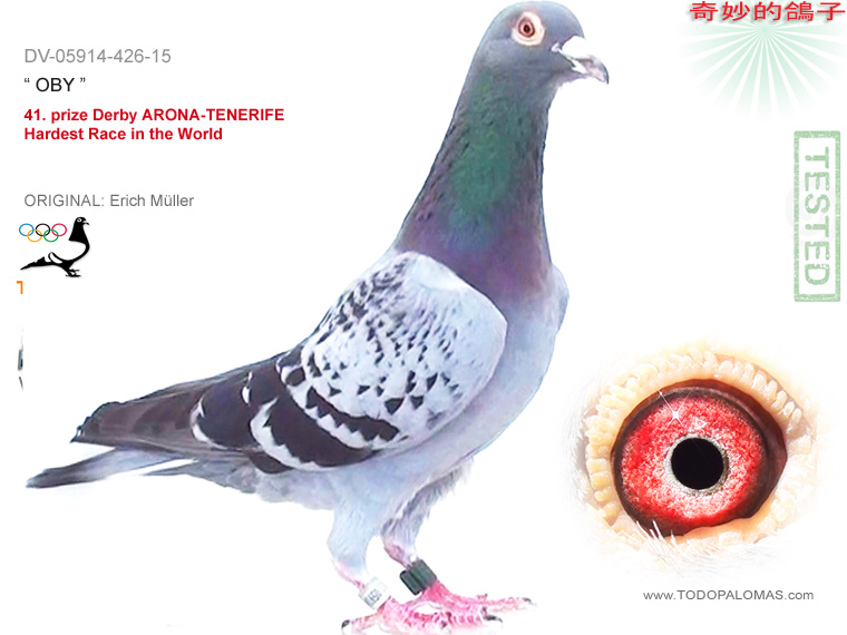 41. prize Derby ARONA-TENERIFE - Hardest Race in the World