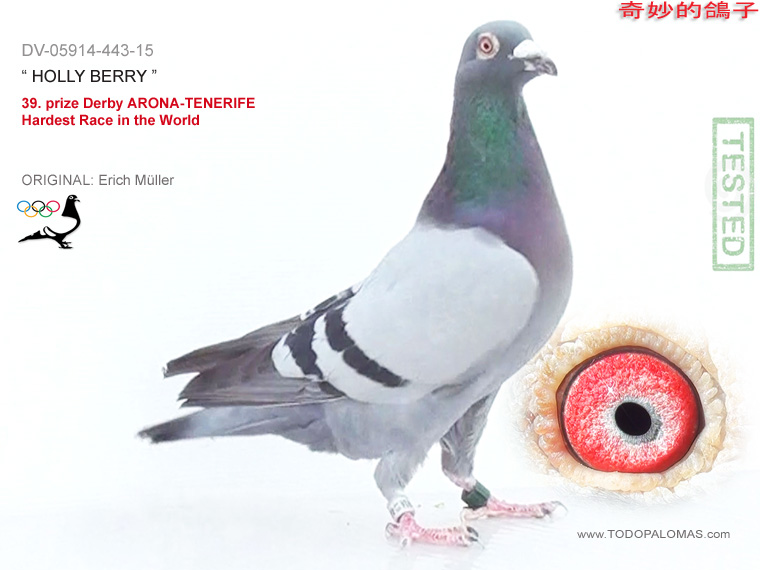 39. prize Derby ARONA-TENERIFE - Hardest Race in the World