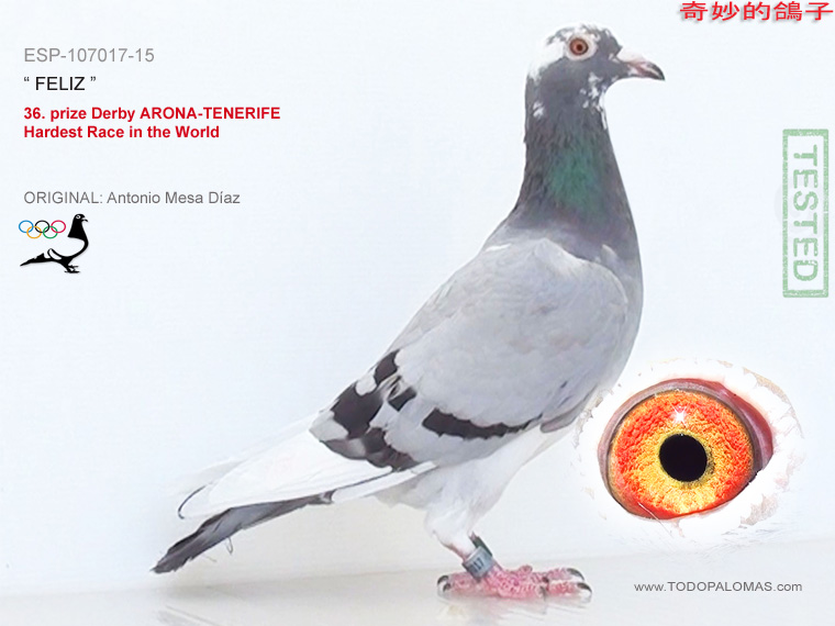 36. prize Derby ARONA-TENERIFE - Hardest Race in the World