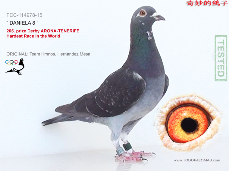 205. prize Derby ARONA-TENERIFE - Hardest Race in the World