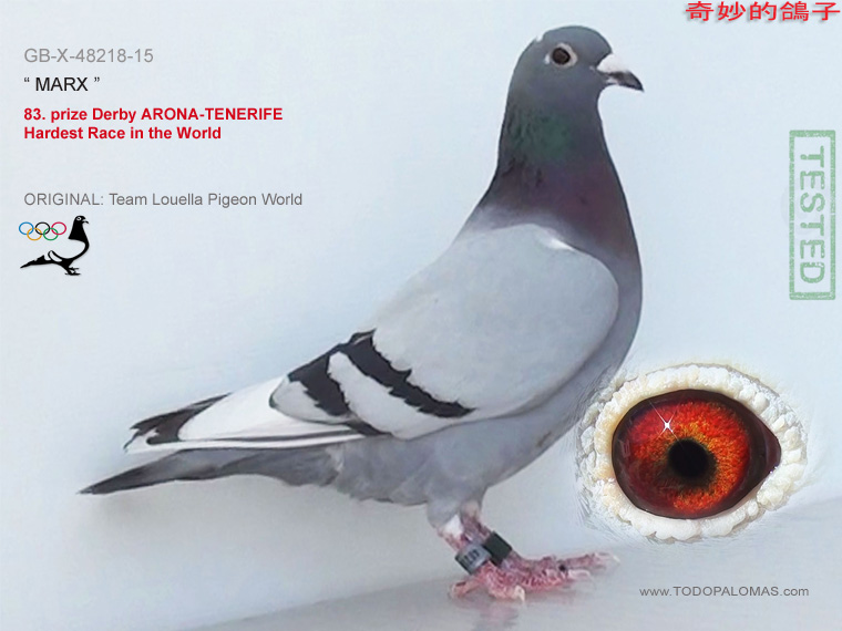 83. prize Derby ARONA-TENERIFE - Hardest Race in the World
