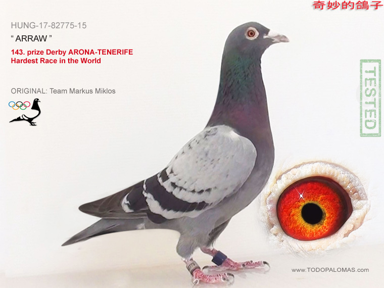 143. prize Derby ARONA-TENERIFE - Hardest Race in the World