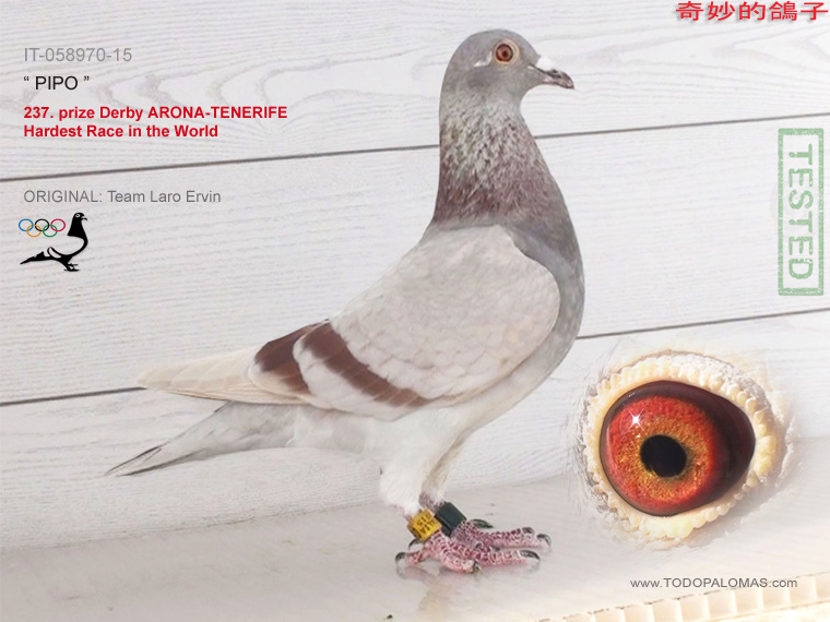 237. prize Derby ARONA-TENERIFE - Hardest Race in the World