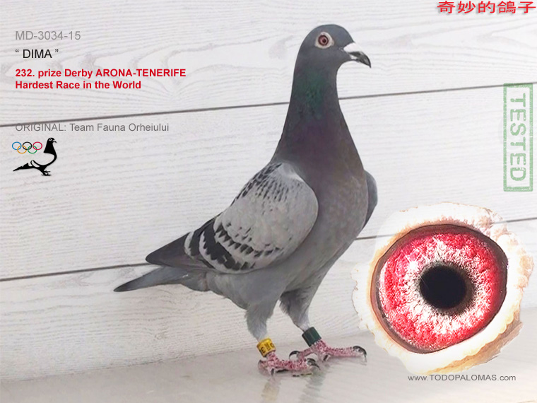 232. prize Derby ARONA-TENERIFE - Hardest Race in the World
