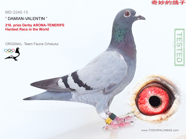 216. prize Derby ARONA-TENERIFE - Hardest Race in the World