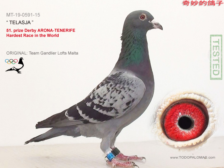 51. prize Derby ARONA-TENERIFE - Hardest Race in the World
