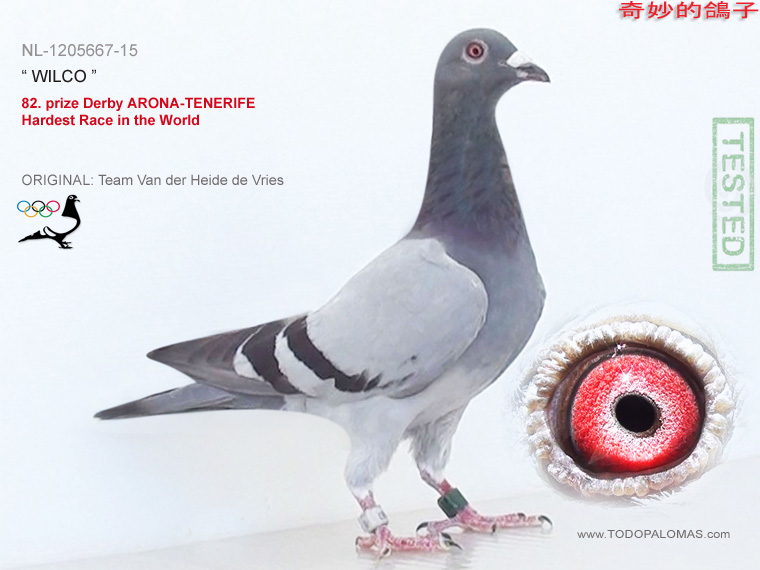 82. prize Derby ARONA-TENERIFE - Hardest Race in the World