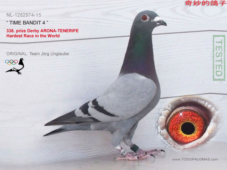 338. prize Derby ARONA-TENERIFE - Hardest Race in the World