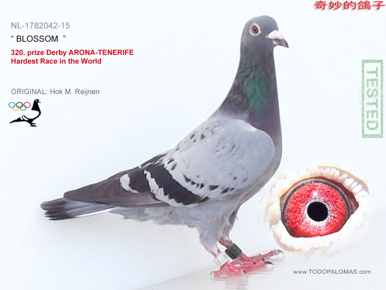 320. prize Derby ARONA-TENERIFE - Hardest Race in the World