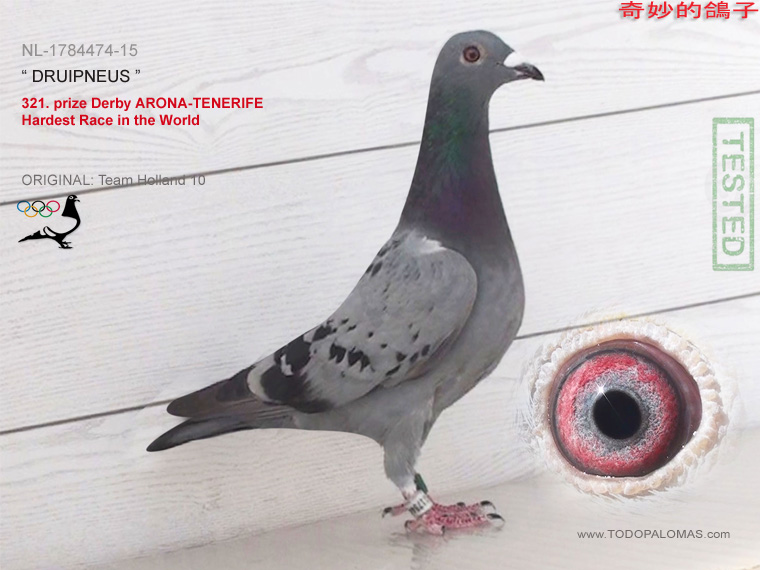 321. prize Derby ARONA-TENERIFE - Hardest Race in the World