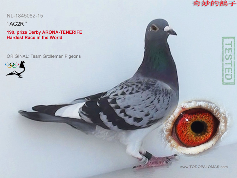 190. prize Derby ARONA-TENERIFE - Hardest Race in the World