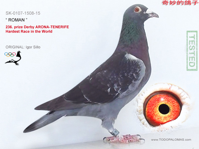 236. prize Derby ARONA-TENERIFE - Hardest Race in the World