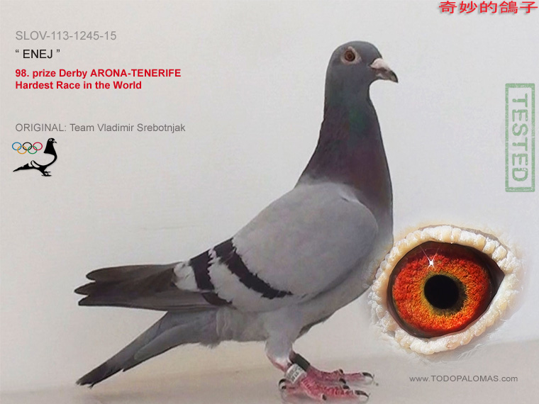 98. prize Derby ARONA-TENERIFE - Hardest Race in the World