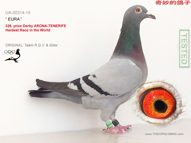 326. prize Derby ARONA-TENERIFE - Hardest Race in the World