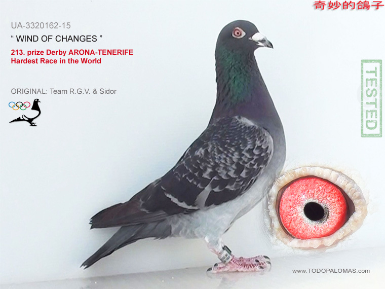 213. prize Derby ARONA-TENERIFE - Hardest Race in the World