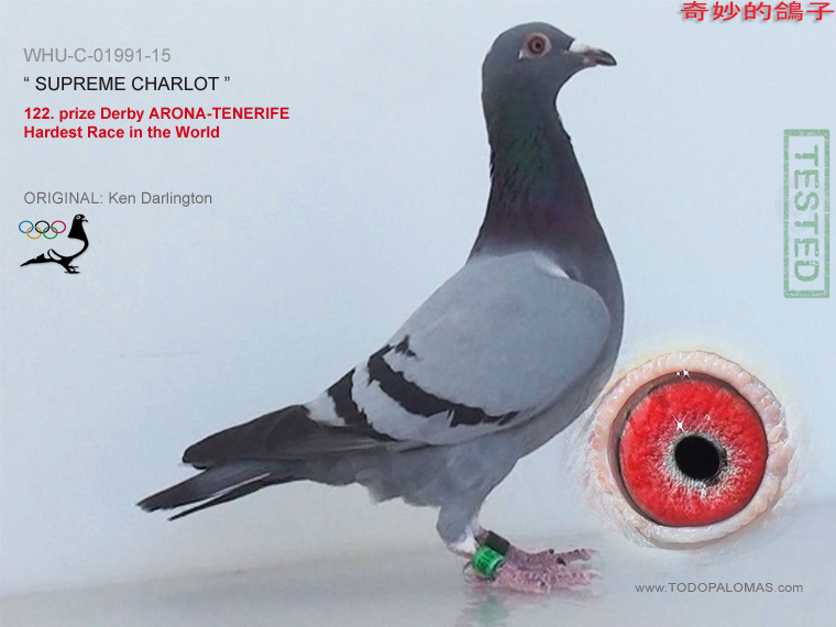 122. prize Derby ARONA-TENERIFE - Hardest Race in the World