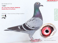 ruido Min traidor TODOPALOMAS-Pigeon auctions and the best pigeons for sale