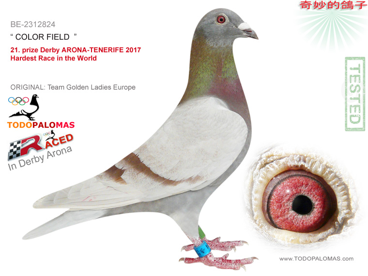 21. prize Derby ARONA-TENERIFE 2017 - Hardest Race in the World