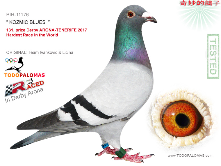 131. prize Derby ARONA-TENERIFE 2017 - Hardest Race in the World