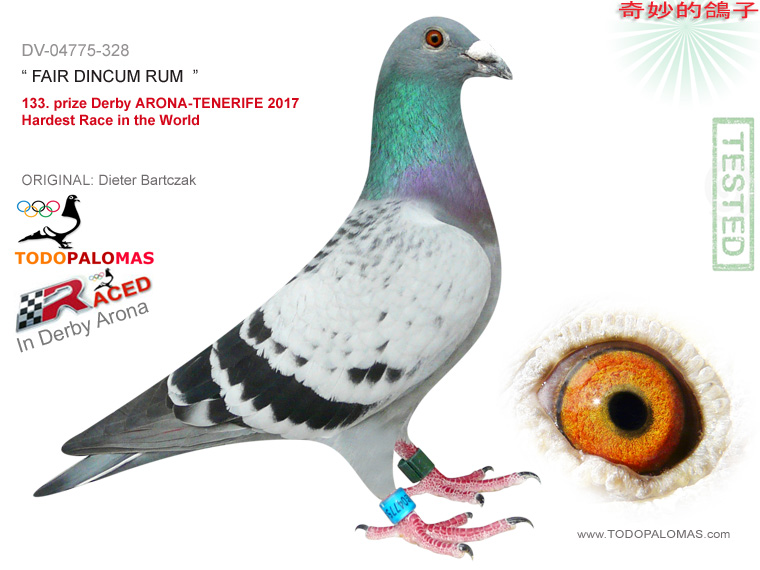 133. prize Derby ARONA-TENERIFE 2017 - Hardest Race in the World