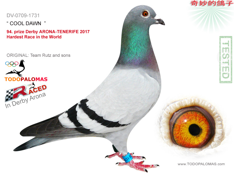 94. prize Derby ARONA-TENERIFE 2017 - Hardest Race in the World