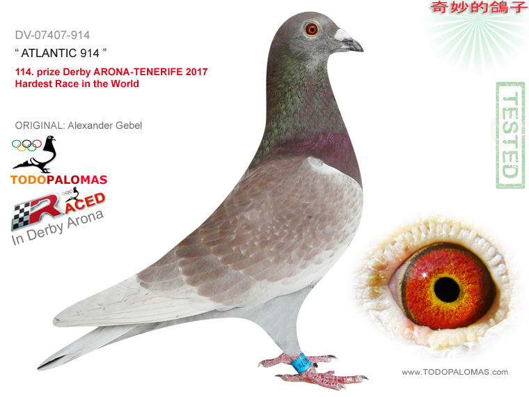 114. prize Derby ARONA-TENERIFE 2017 - Hardest Race in the World