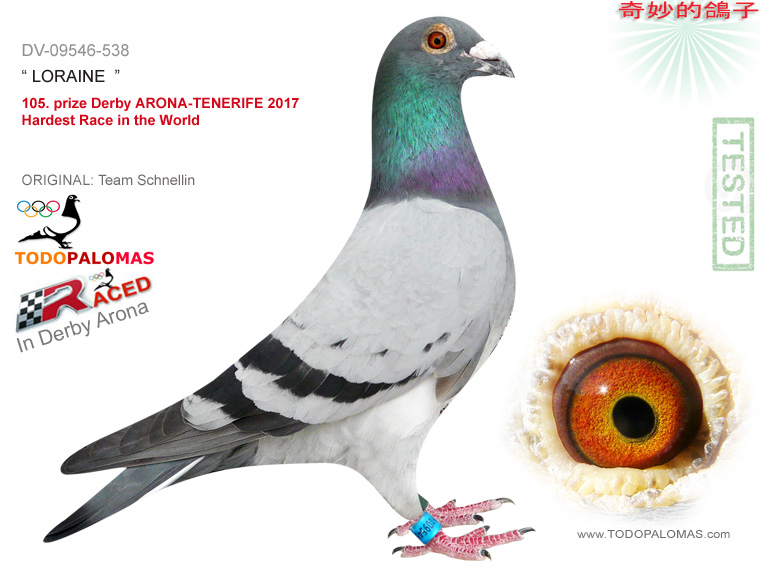 105. prize Derby ARONA-TENERIFE 2017 - Hardest Race in the World