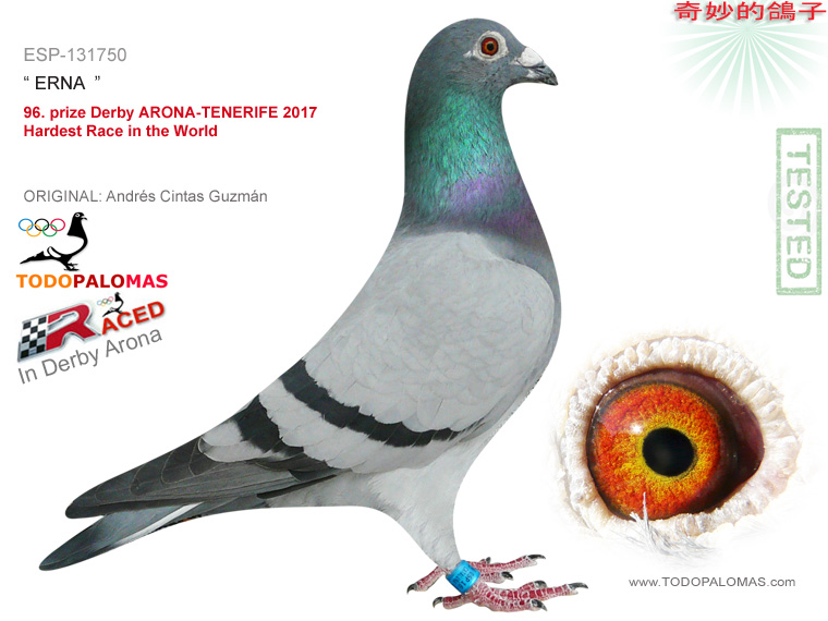 96. prize Derby ARONA-TENERIFE 2017 - Hardest Race in the World