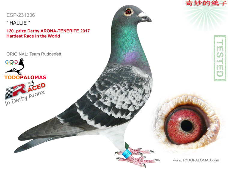 120. prize Derby ARONA-TENERIFE 2017 - Hardest Race in the World