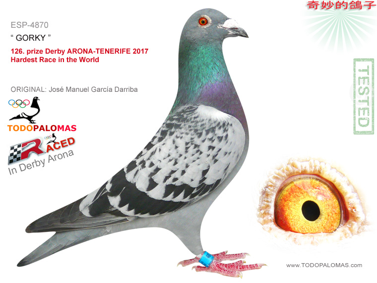 126. prize Derby ARONA-TENERIFE 2017 - Hardest Race in the World