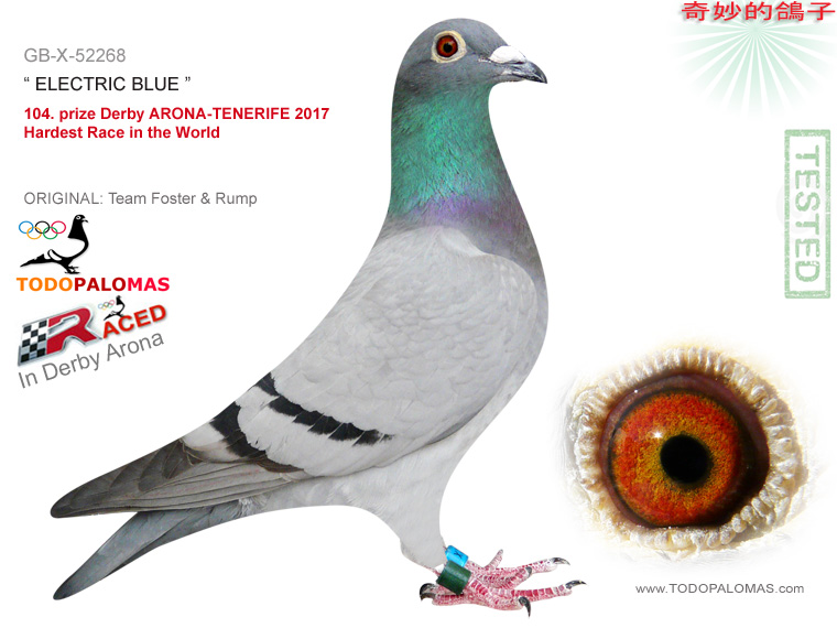 104. prize Derby ARONA-TENERIFE 2017 - Hardest Race in the World