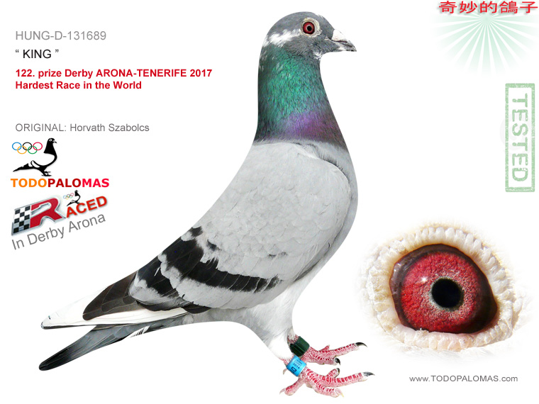 122. prize Derby ARONA-TENERIFE 2017 - Hardest Race in the World