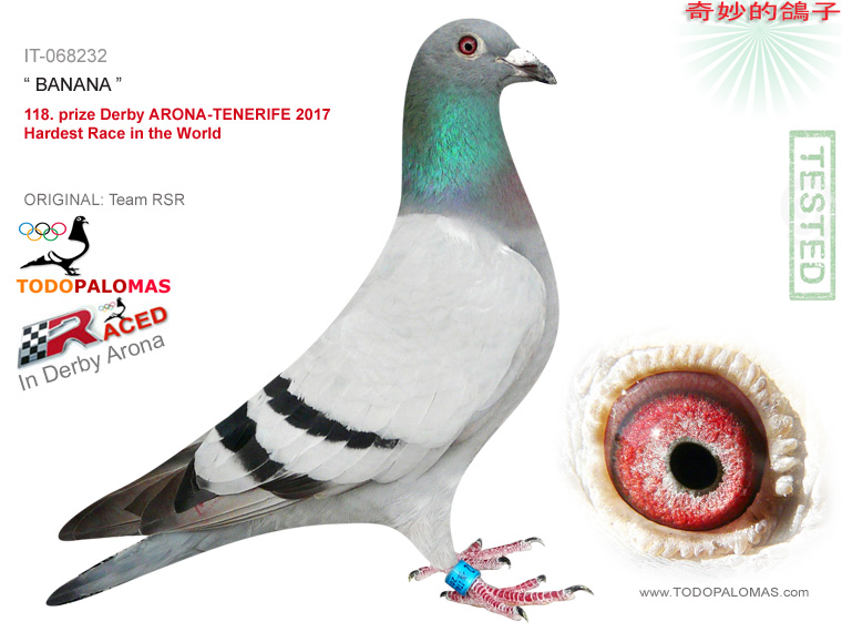 118. prize Derby ARONA-TENERIFE 2017 - Hardest Race in the World