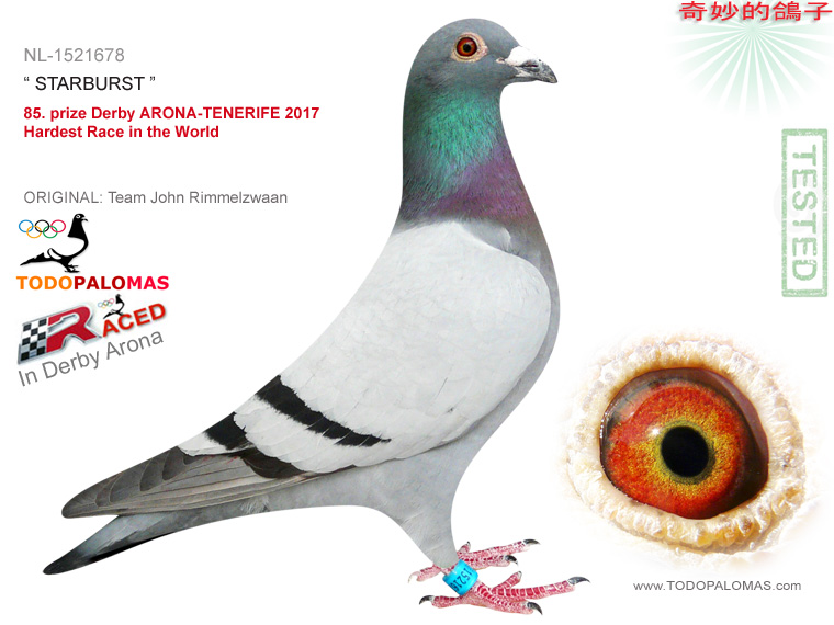 85. prize Derby ARONA-TENERIFE 2017 - Hardest Race in the World