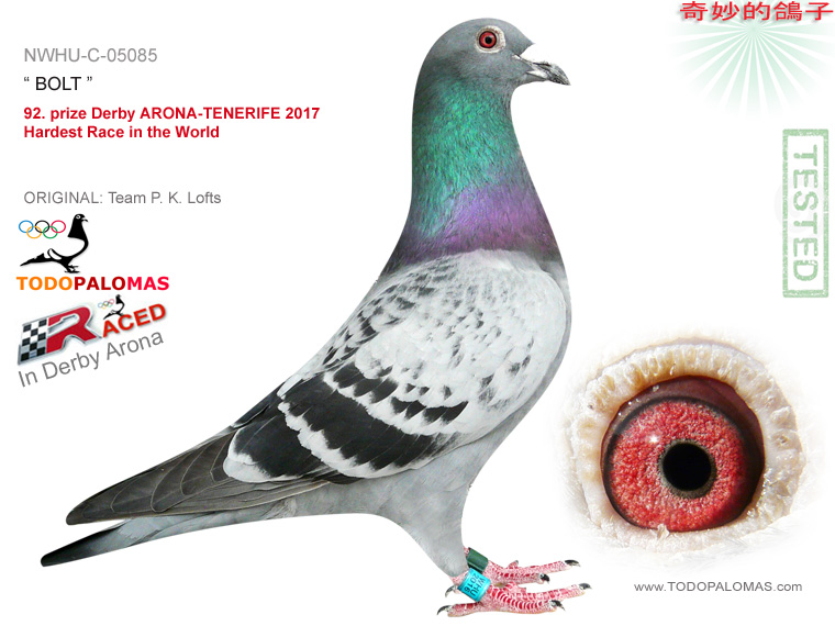 92. prize Derby ARONA-TENERIFE 2017 - Hardest Race in the World