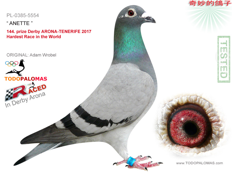 144. prize Derby ARONA-TENERIFE 2017 - Hardest Race in the World