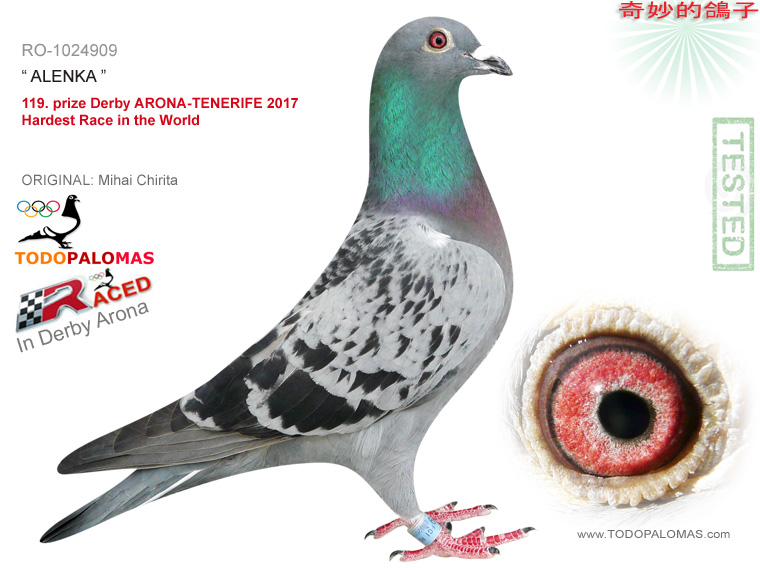119. prize Derby ARONA-TENERIFE 2017 - Hardest Race in the World