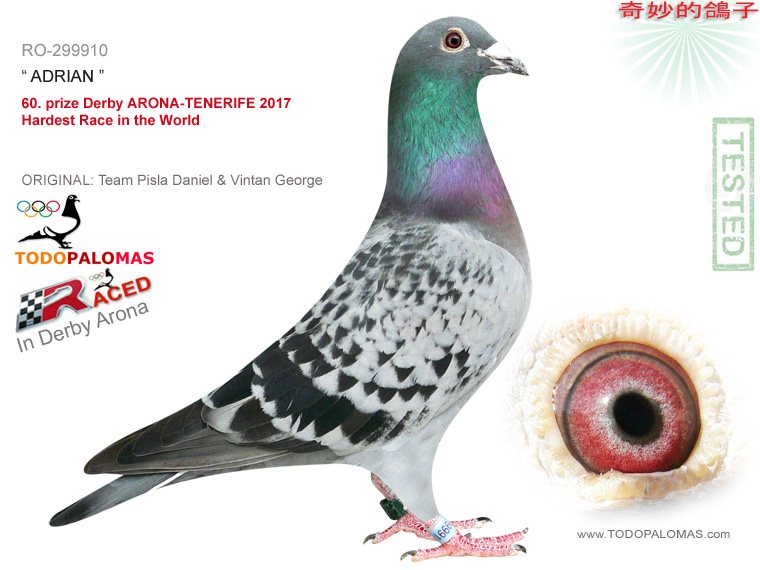 60. prize Derby ARONA-TENERIFE 2017 - Hardest Race in the World