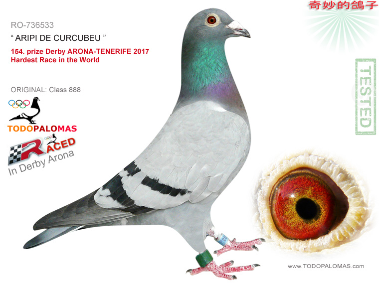 154. prize Derby ARONA-TENERIFE 2017 - Hardest Race in the World