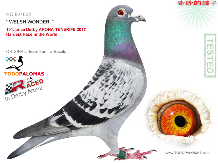 101. prize Derby ARONA-TENERIFE 2017 - Hardest Race in the World