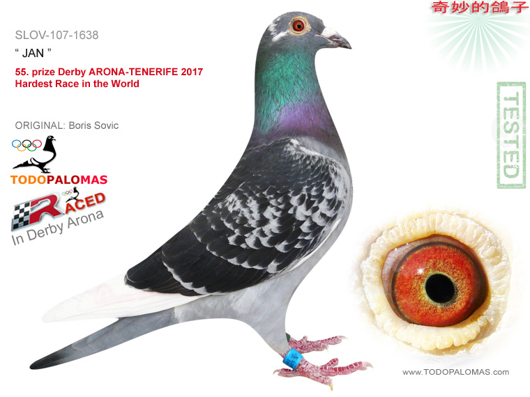 55. prize Derby ARONA-TENERIFE 2017 - Hardest Race in the World