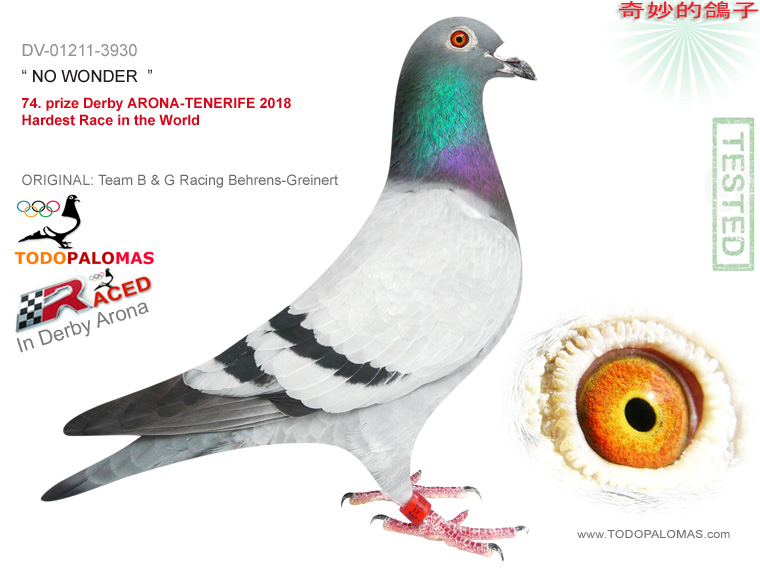 74. prize Derby ARONA-TENERIFE 2018 - Hardest Race in the World