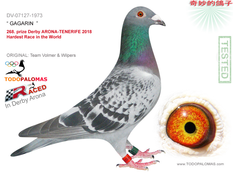 268. prize Derby ARONA-TENERIFE 2018 - Hardest Race in the World