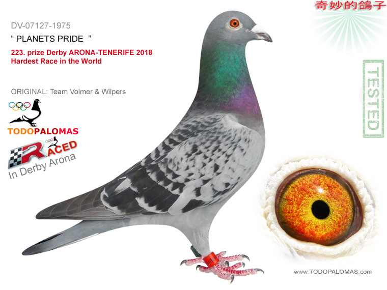 223. prize Derby ARONA-TENERIFE 2018 - Hardest Race in the World