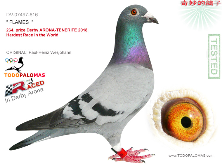 264. prize Derby ARONA-TENERIFE 2018 - Hardest Race in the World