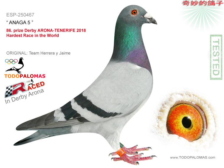 86. prize Derby ARONA-TENERIFE 2018 - Hardest Race in the World